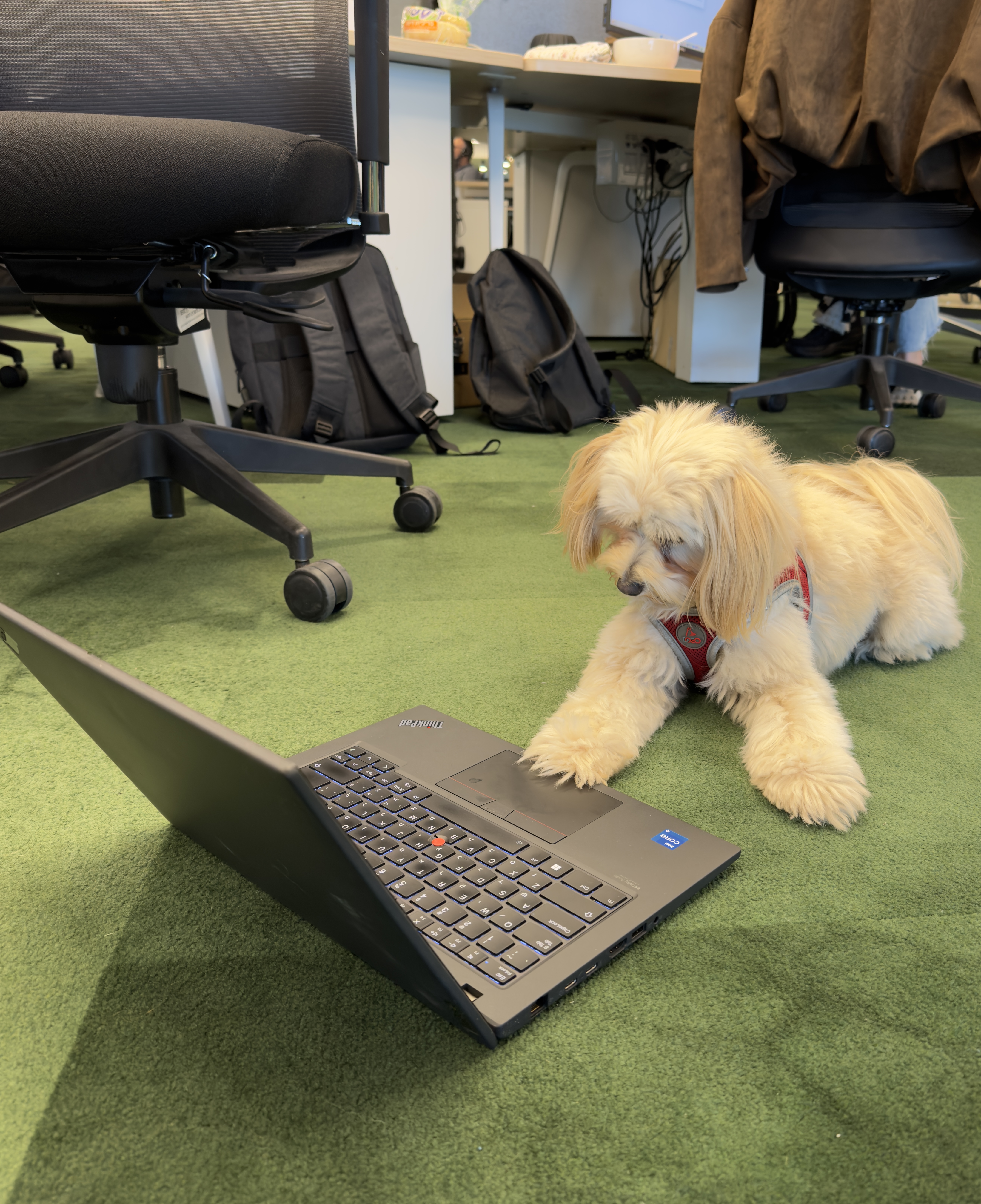 Panda with laptop