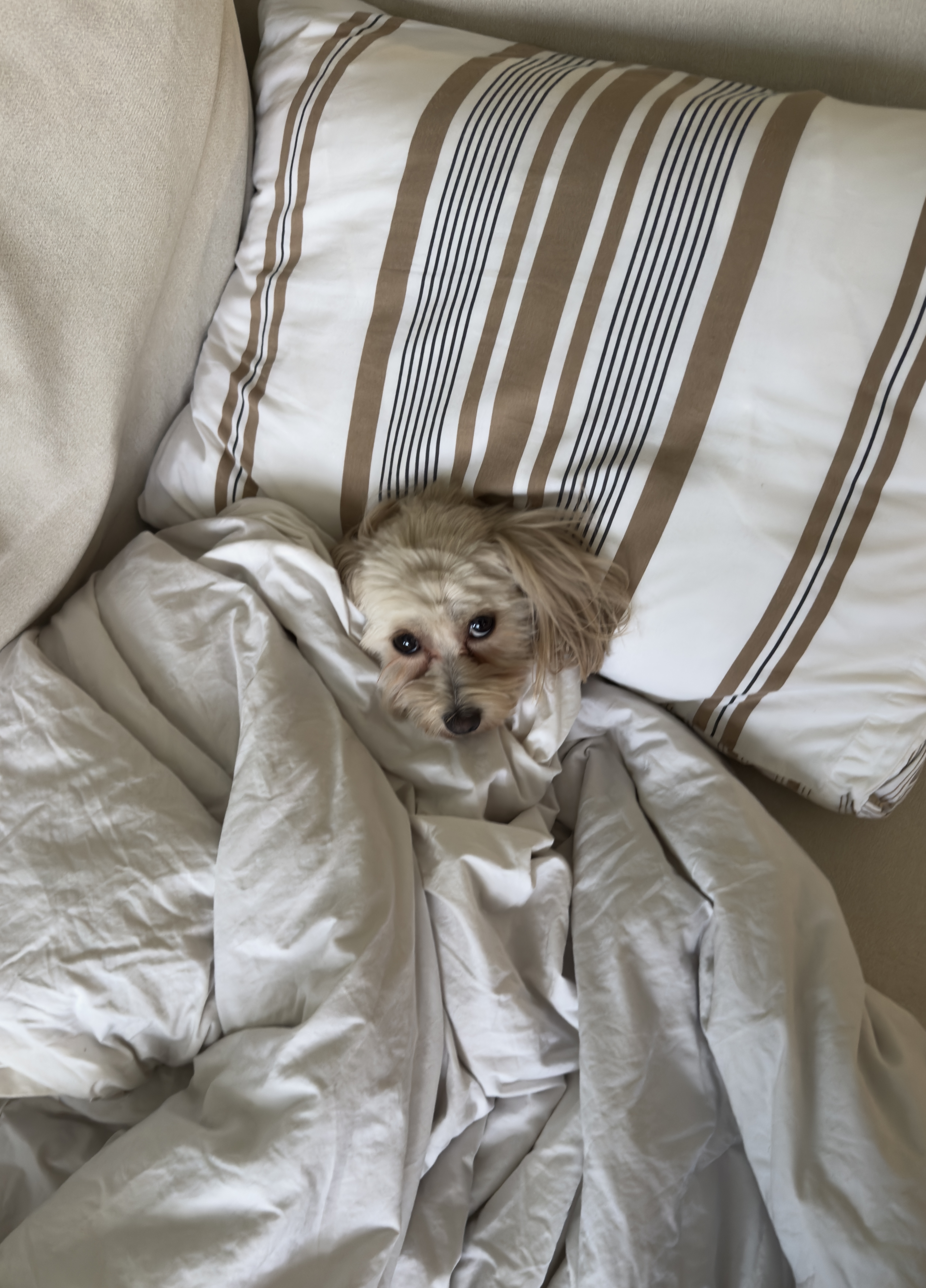 Panda in bed