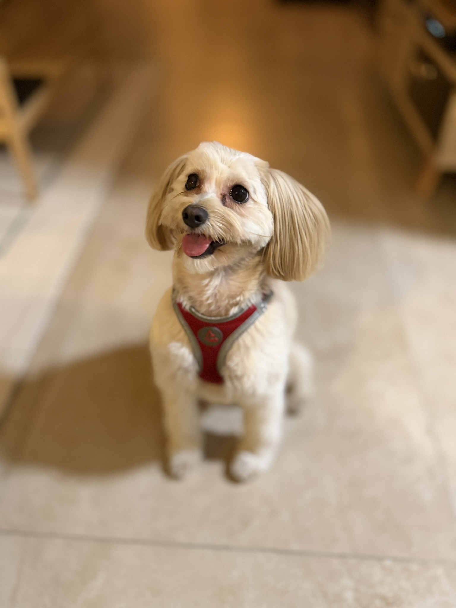 Panda the Pomapoo