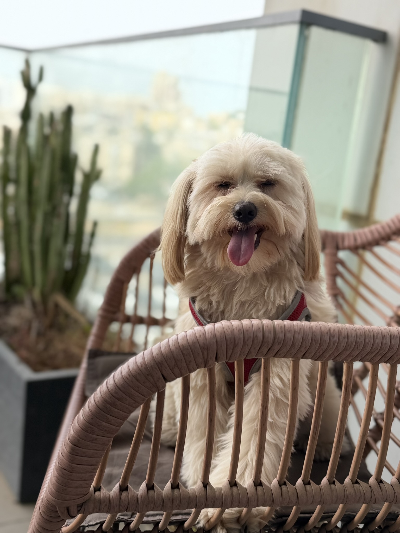 Panda on the balcony